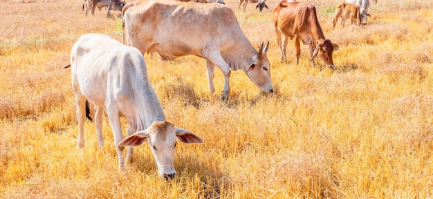 Un rebaño de vacas marrones indígenas comiendo heno en pradera ruralRebaño de vacas pastan en pastizales en colinas