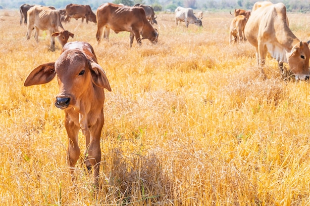 Rebaño de vacas pasta en pastizales en paisajes montañosos y prados en días despejados.