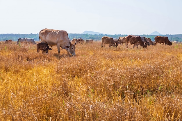 Rebaño de vacas pasta en pastizales en paisajes montañosos y prados en días despejados.