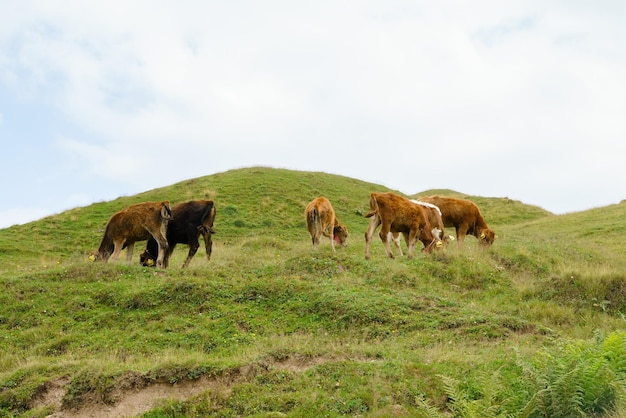 Un rebaño de vacas pasta en un pasto en las tierras altas de Georgia