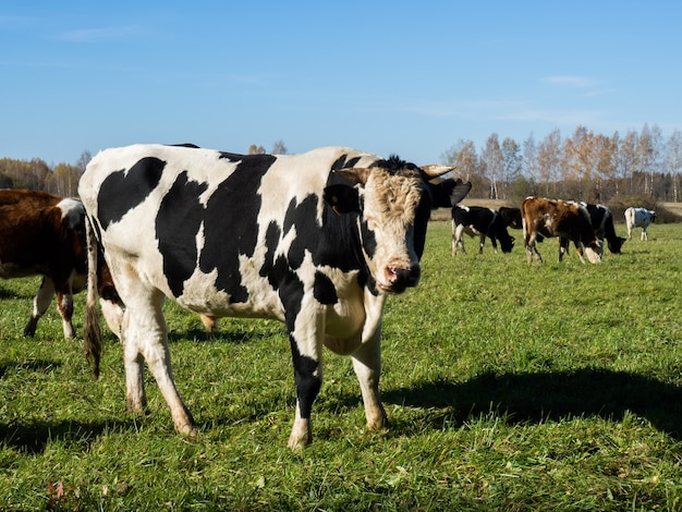 Rebaño de vacas pastan en el campo verde de otoño