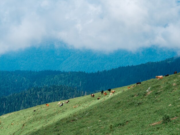 Rebaño de vacas pastan en las montañas