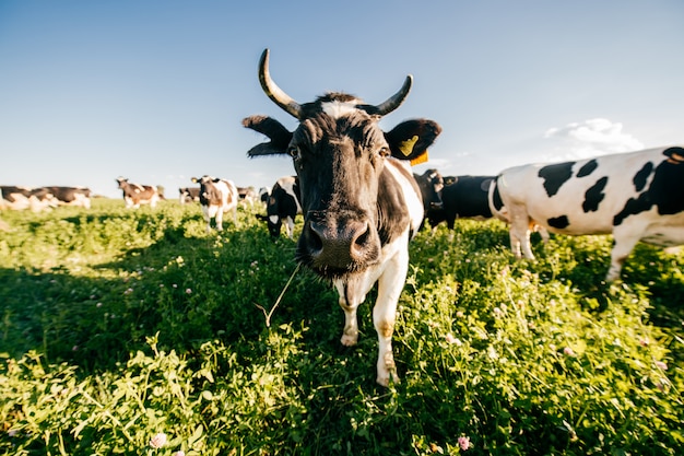 Rebaño de vacas pastando en el campo de verano.