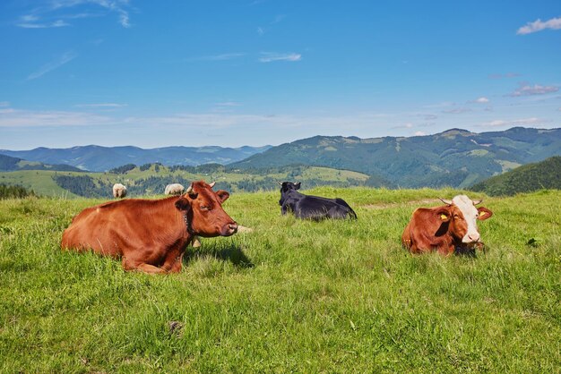 Foto rebaño de vacas pastando en la montaña