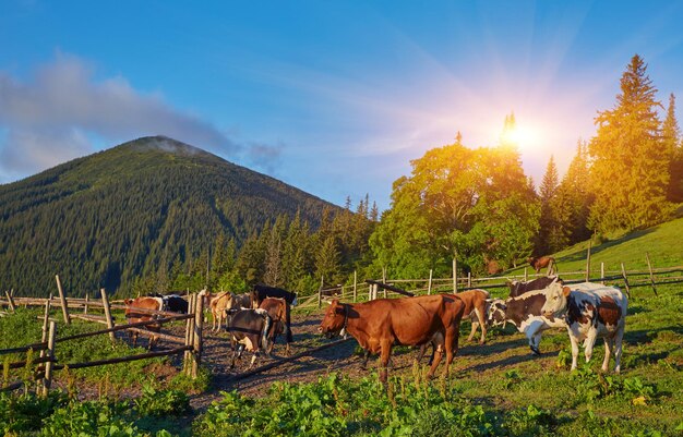 Rebaño de vacas pastando en la montaña