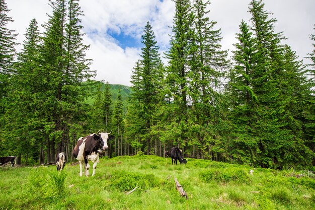 Rebaño de vacas pastando en las montañas