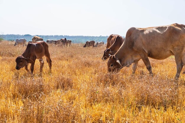 Un rebaño de vacas pastando en pastizales en paisajes montañosos y prados en días despejados