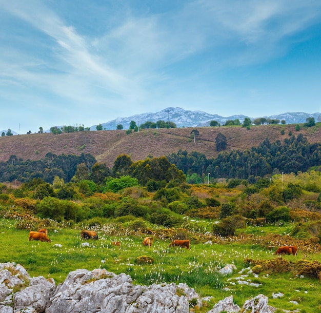 Rebaño de vacas en pastute