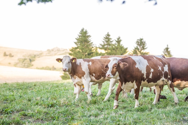 Rebaño de vacas en una pradera de pastos o tierras de cultivo