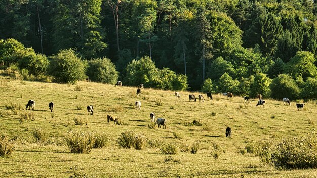 Rebaño de vacas en un prado Fotografía de animales en verano