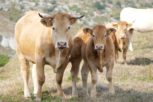 Rebaño de vacas en un prado mirando a la cámara