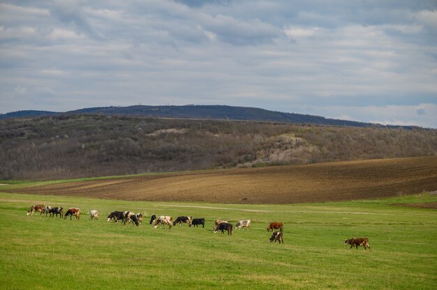 Rebaño de vacas en un prado entre verdes colinas