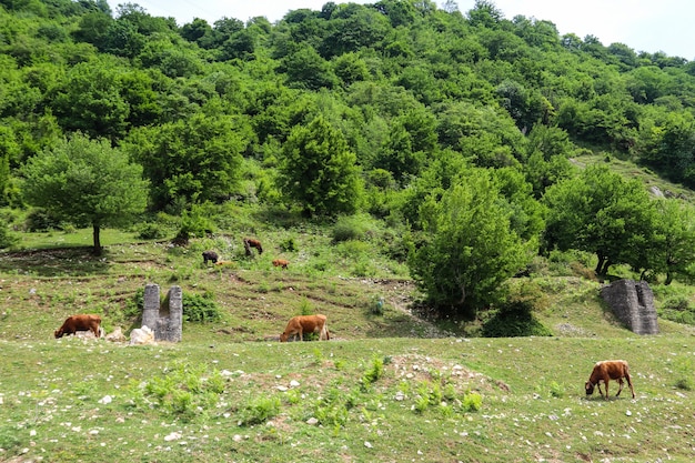 Rebaño de vacas que pastan en los pastos verdes en las montañas del Cáucaso