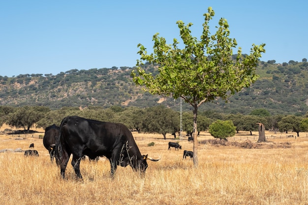 Un rebaño de vacas de raza negra ibérica avileña o abulense en la dehesa extremeña