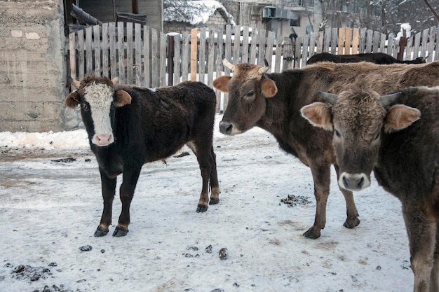 Rebaño de vacas rizadas en las calles nevadas de un pueblo georgiano Mestia Svaneti Caucasus