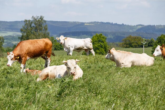 Rebaño de vacas y terneros pastando en un prado verde