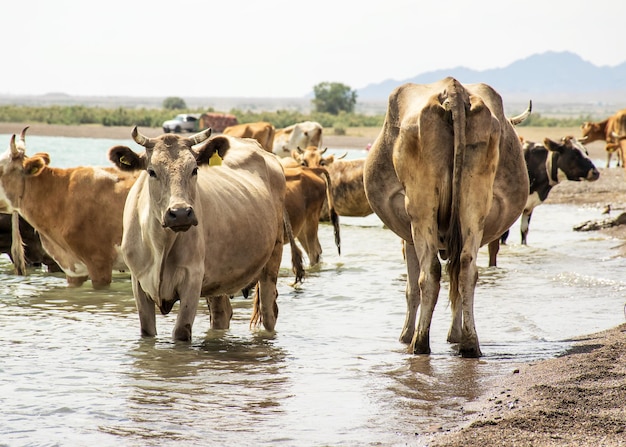 Un rebaño de vacas vino a beber Sequía en el pasto Un toro protege a las vacas en un abrevadero