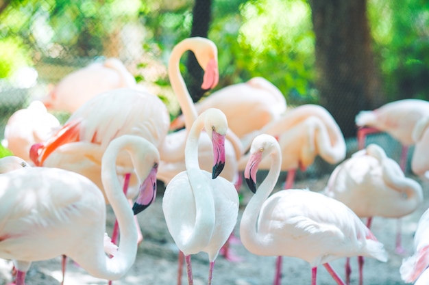 Rebaños de flamencos, fondos naturales.