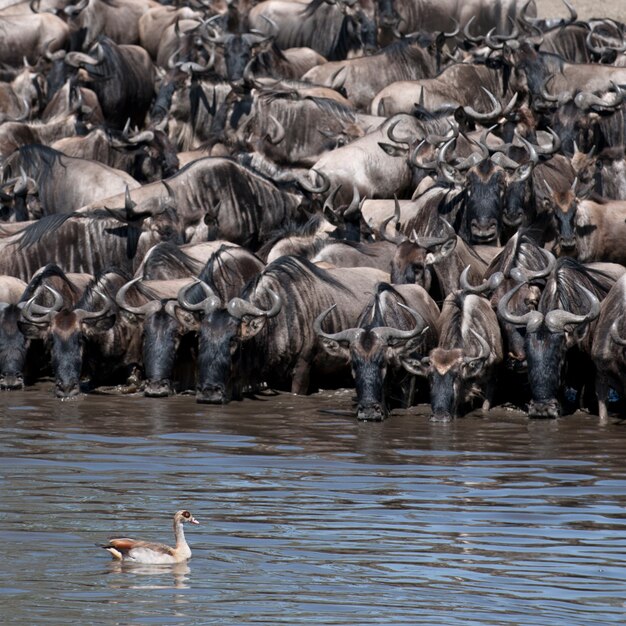 Rebaños de ñus en el Parque Nacional del Serengeti