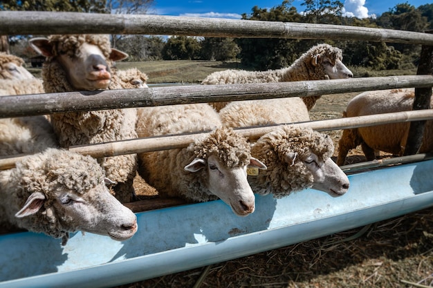 Los rebaños de ovejas se alimentan de los comederos de la granja.