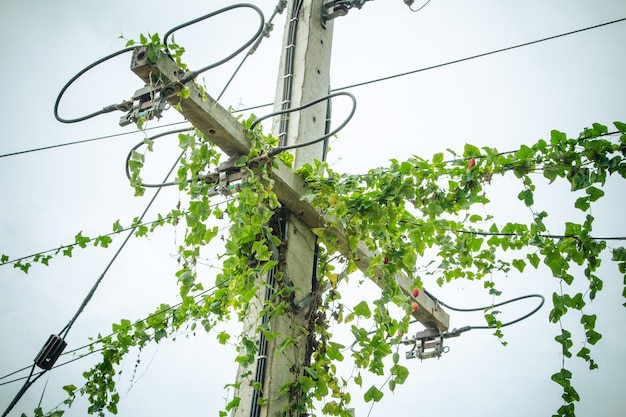 Reben an elektrischen Stangen und Stromleitungen.