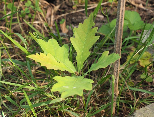 Rebento de carvalho (Quercus robur)