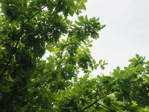 Rebento de carvalho (quercus robur)