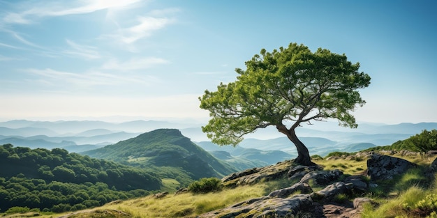 Rebento jovem de carvalho crescendo no pico de uma montanha