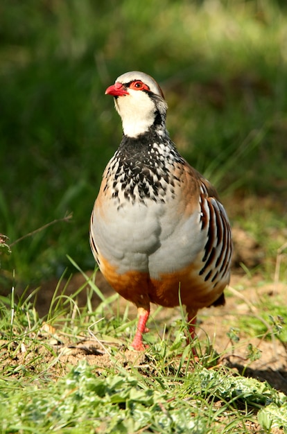 Rebhuhn mit roten Beinen auf dem Feld