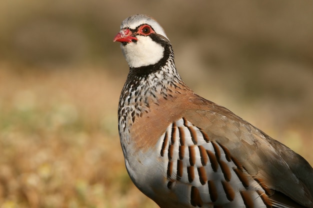 Rebhuhn mit roten Beinen auf dem Feld