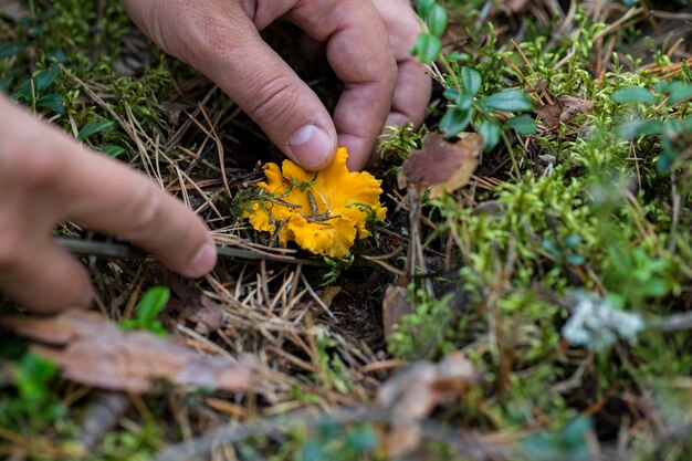 rebozuelos en el bosque y las manos de los hombres que lo cortaron