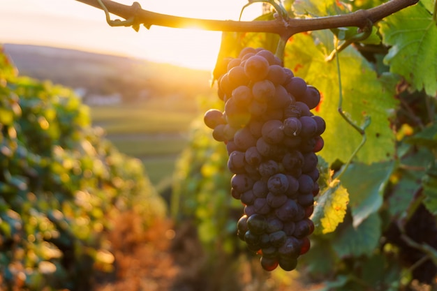 Rebtrauben in der Champagnerregion in der Herbsternte, Frankreich