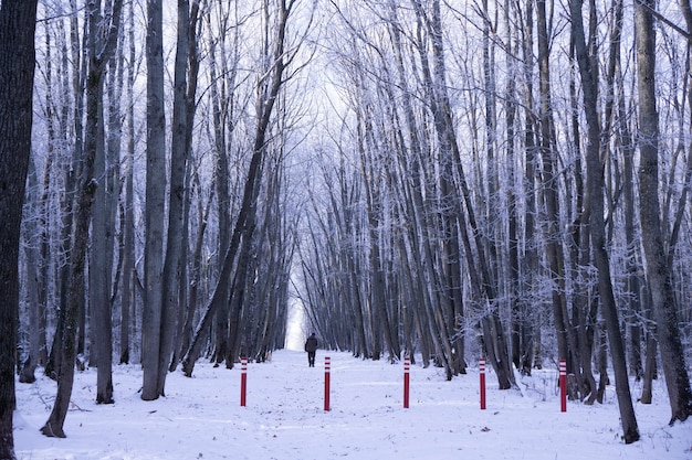 Recentemente neve na árvore na floresta e homem na estrada no dia de inverno