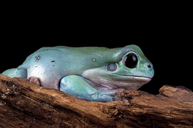 Rechoncho rana litoria caerulea en hojas verdes rechoncho rana en rama rana arborícola en rama anfibio primer plano