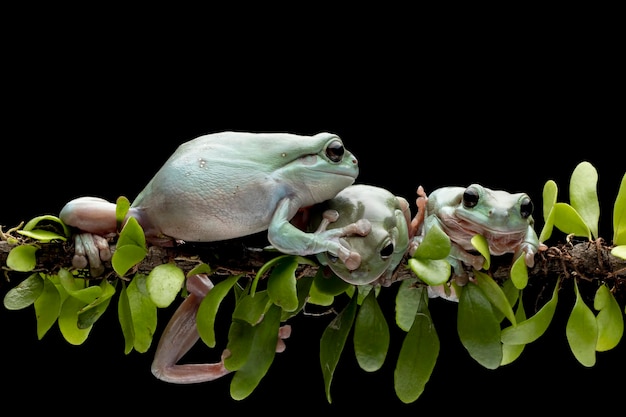 Rechoncho rana litoria caerulea en rama