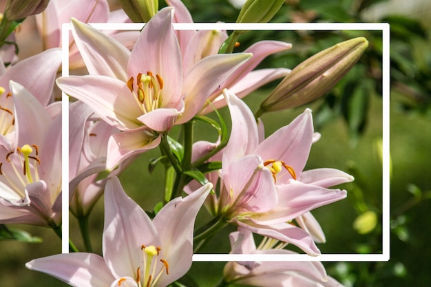 Foto rechteckiger weißer rahmen auf dem hintergrund von rosa lilien, die die zusammensetzung bilden