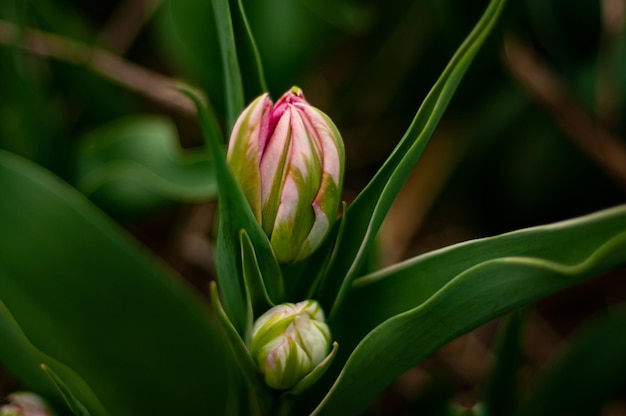 Rechts ist eine Tulpenknospe geöffnet.