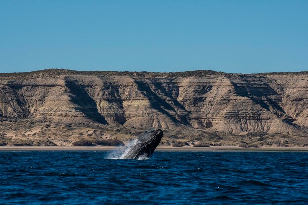 Rechtswal springt auf der Halbinsel Valdes Patagonien Argentinien