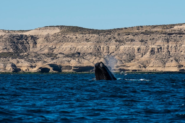 Rechtswal springt auf der Halbinsel Valdes Patagonien Argentinien