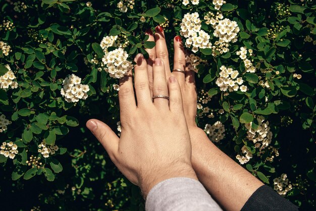 Recién casados cogidos de la mano con elegantes anillos de bodas de plata en hermosas flores de espirea a la luz del sol pareja de recién casados