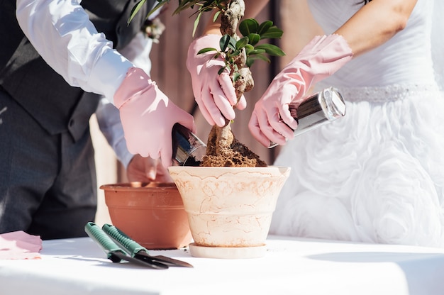 Recién casados plantando arbolito en una maceta pequeña