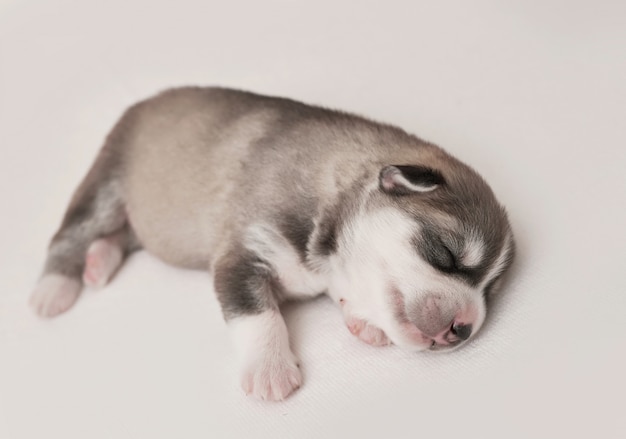 Recién nacido Husky siberiano cachorro edad de 1 días. Husky Dog Breeding. Concepto de medicina veterinaria, clínica zoológico, clínica veterinaria. Los cachorros de perro duermen. Hotel zoológico. Hotel de animales. Artículos para mascotas