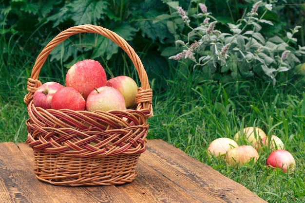 Recién recogido manzanas maduras en una canasta de mimbre sobre tablas de madera con césped verde y plantas