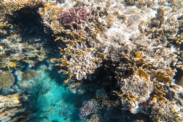 Recife de corais brilhante colorido visível através da água azul