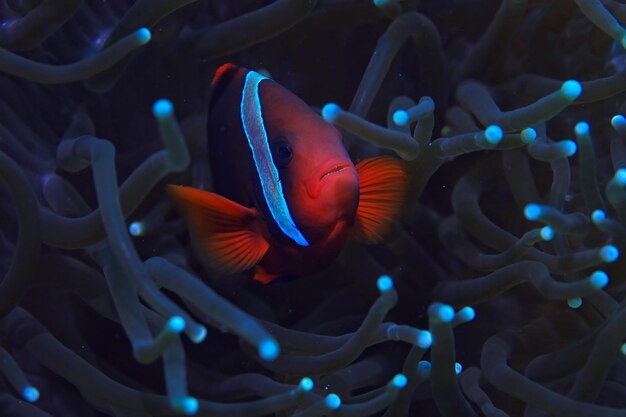 Recife de corais de peixe-palhaço/cena subaquática macro, vista de peixes de coral, mergulho subaquático