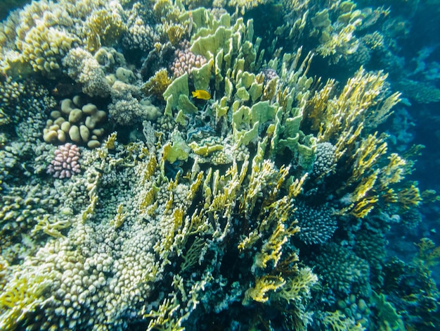 Recife de corais do mar vermelho. close-up de corais.