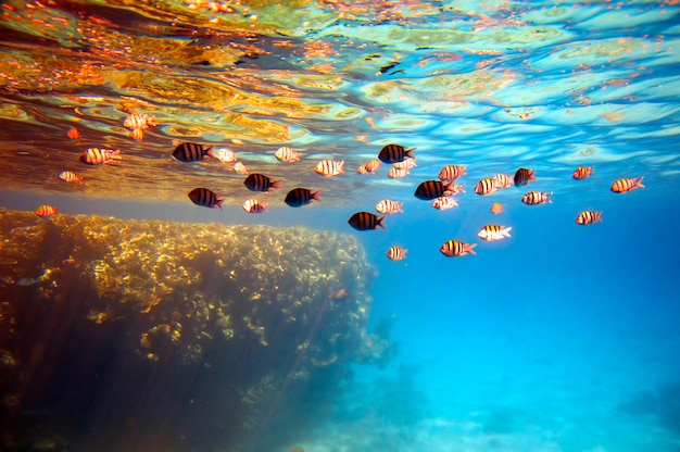 Recife de corais e peixes.