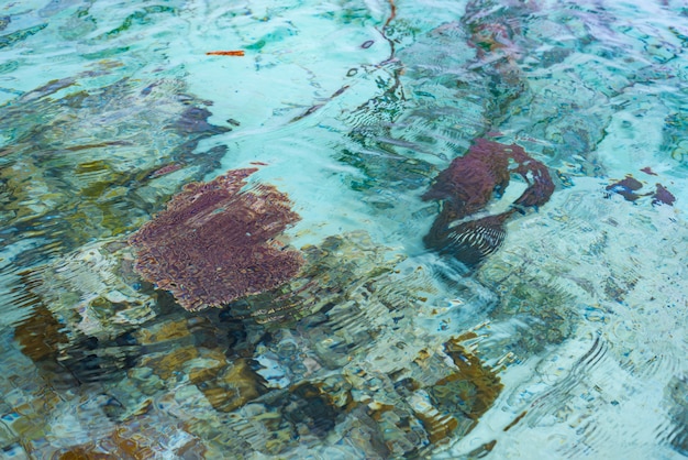 Foto recife de corais próximo acima na água transparente de turquesa do mar tropical.