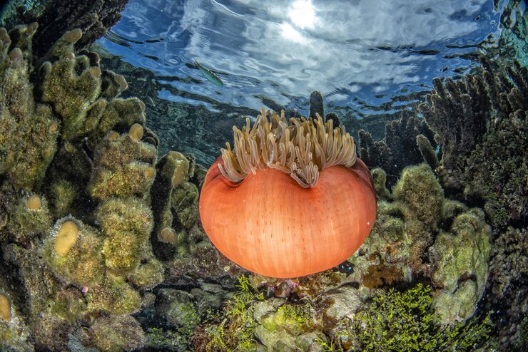 Foto recife de corais subaquático na polinésia francesa tahaa