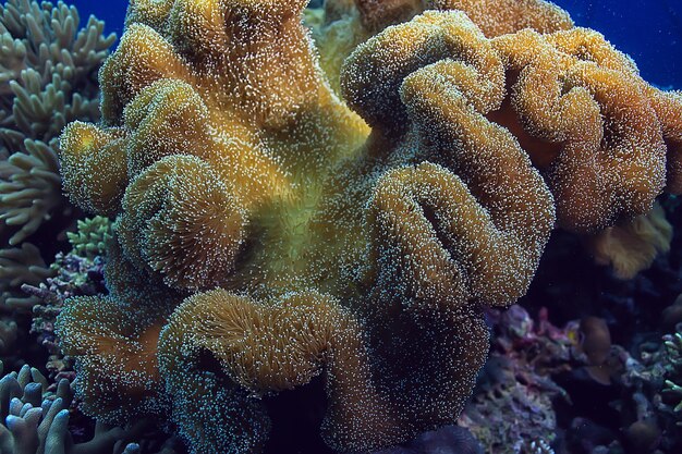 recife de coral debaixo d'água / lagoa com corais, paisagem subaquática, viagem de snorkeling